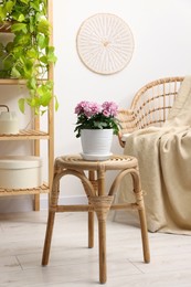 Photo of Beautiful chrysanthemum plant in flower pot on wooden table in room