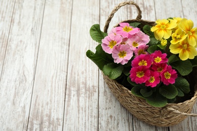 Photo of Primrose Primula Vulgaris flowers on white wooden background, space for text. Spring season