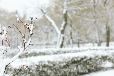 Tree branches covered with snow in park. Space for text