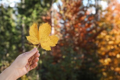 Photo of Woman holding beautiful leaf outdoors on autumn day, closeup. Space for text