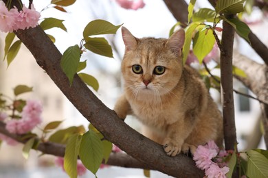 Photo of Cute cat on blossoming spring tree outdoors