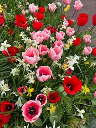 Photo of Beautiful tulips and daffodils flowers growing outdoors