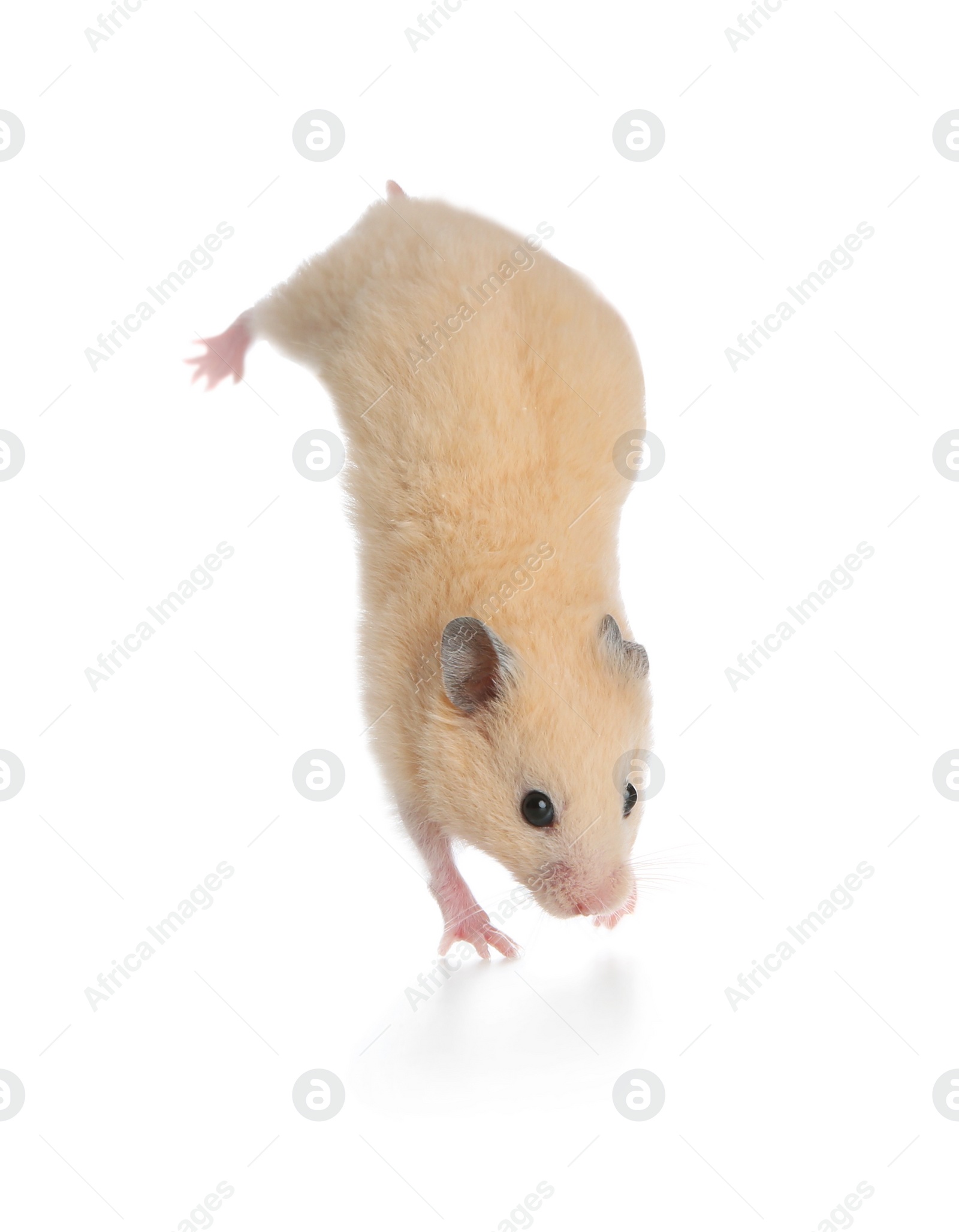 Photo of Adorable Syrian hamster on white background. Small pet