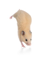 Photo of Adorable Syrian hamster on white background. Small pet