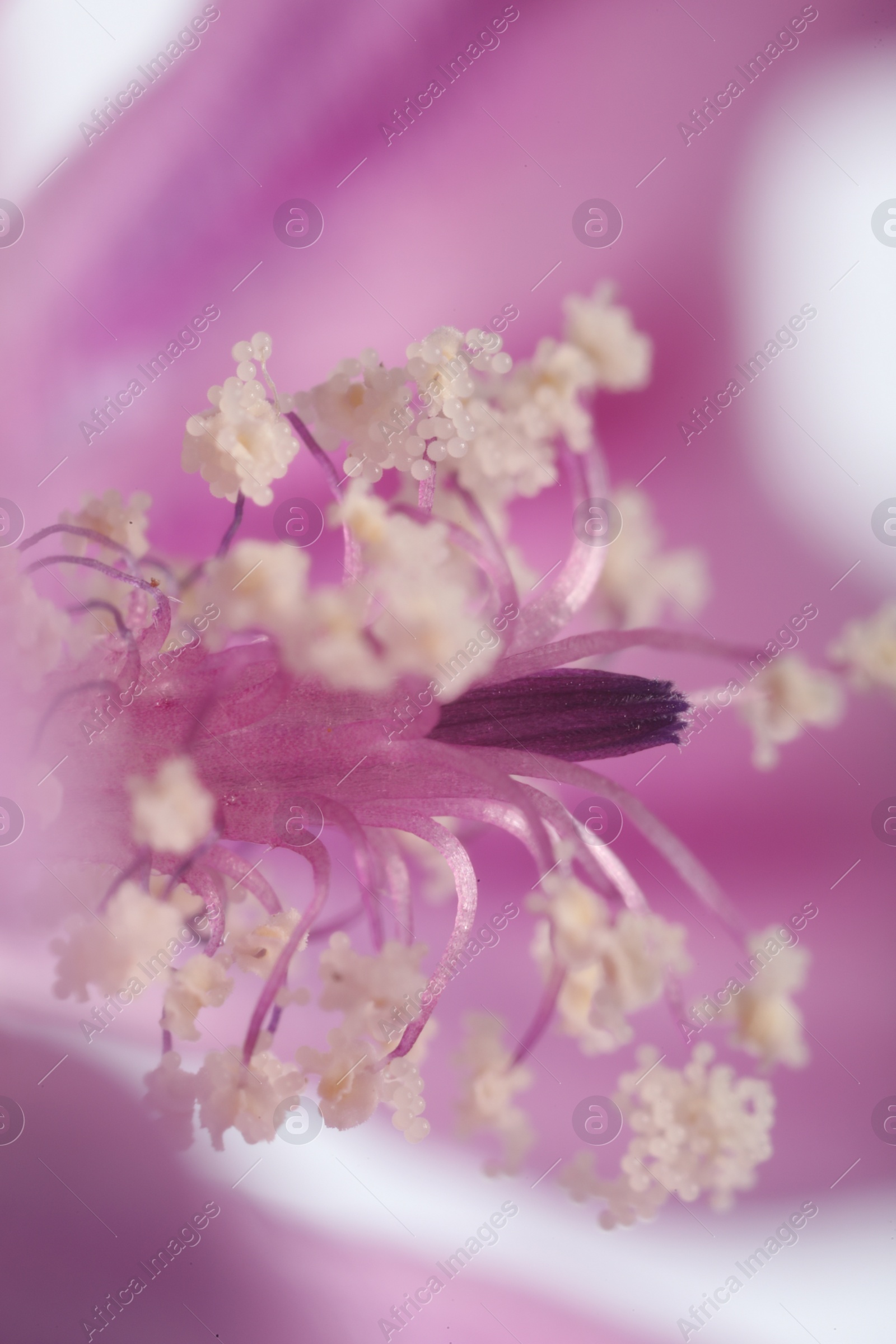 Photo of Beautiful violet Malva flower as background, macro view