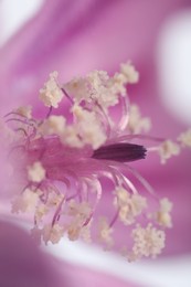 Beautiful violet Malva flower as background, macro view