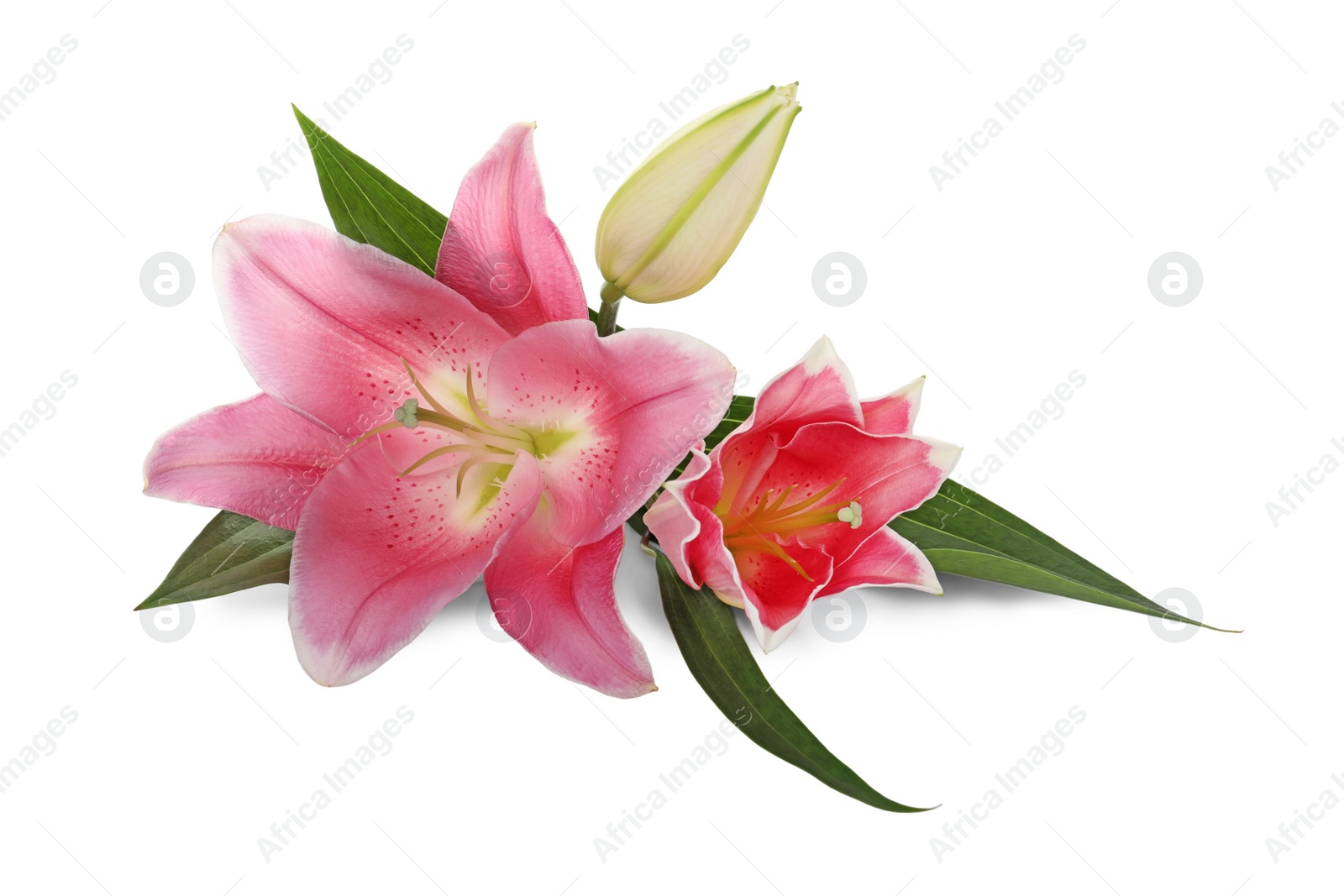 Photo of Beautiful pink lily flowers on white background