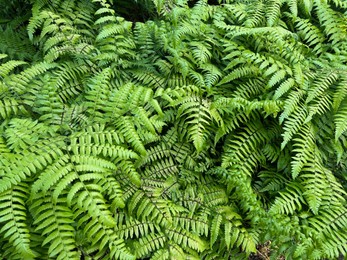 Beautiful fern plants growing outdoors on summer day