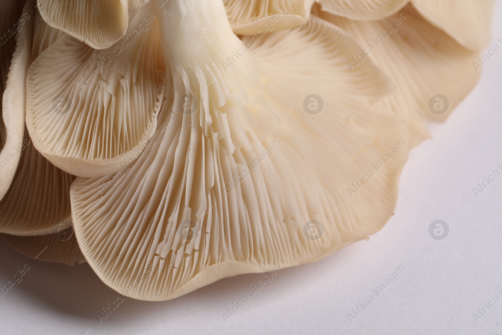 Photo of Fresh oyster mushrooms on white background, macro view