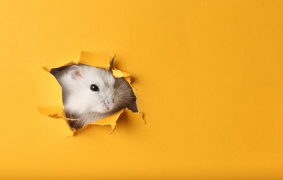 Photo of Cute funny pearl hamster looking out of hole in yellow paper, space for text