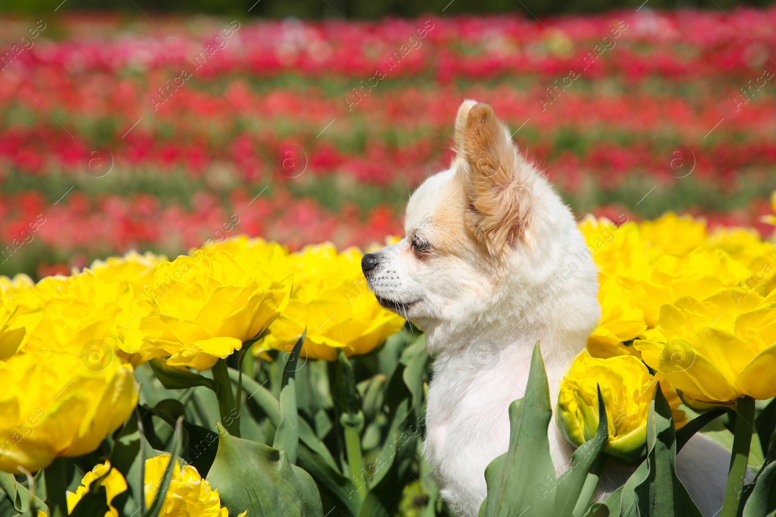 Photo of Cute Chihuahua dog among beautiful tulip flowers on sunny day