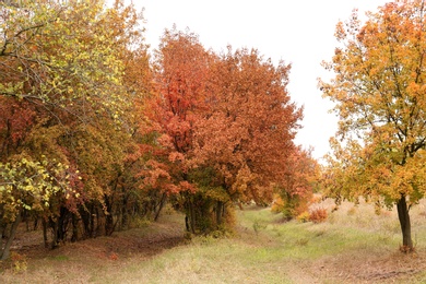 Beautiful view of park with trees on autumn day