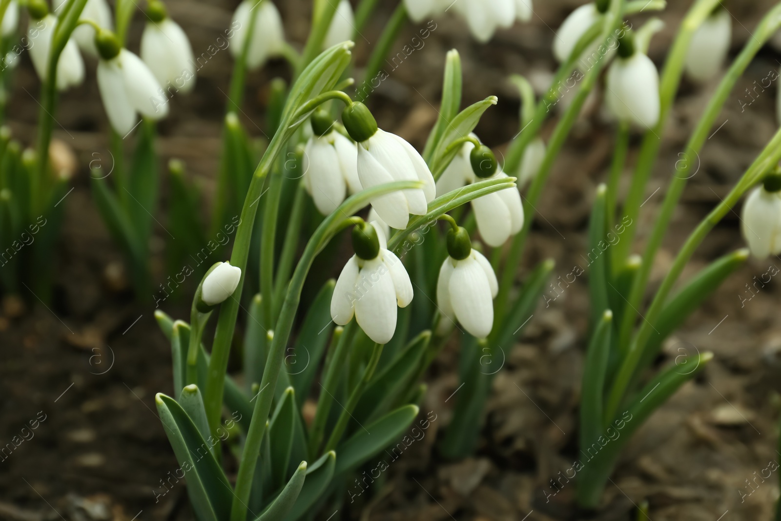 Photo of Fresh blooming snowdrop flowers growing in soil outdoors