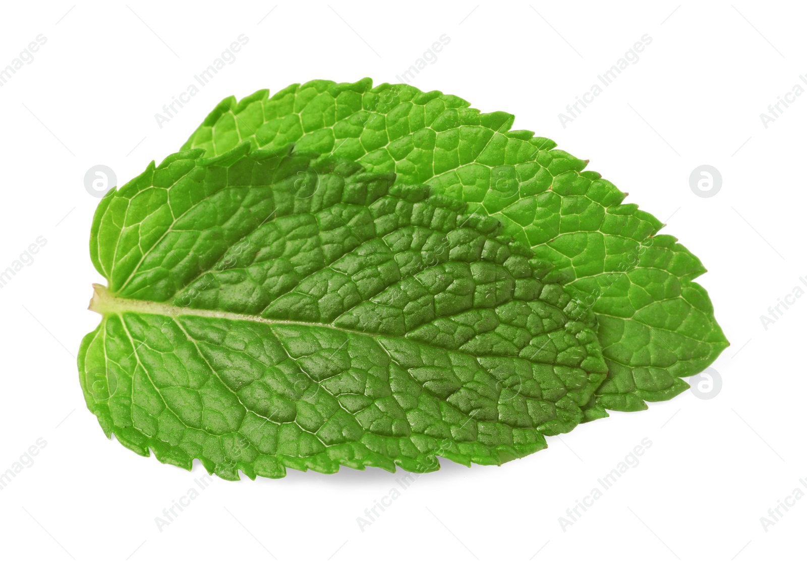 Photo of Fresh green mint leaves isolated on white