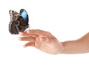 Photo of Woman holding beautiful common morpho butterfly on white background, closeup