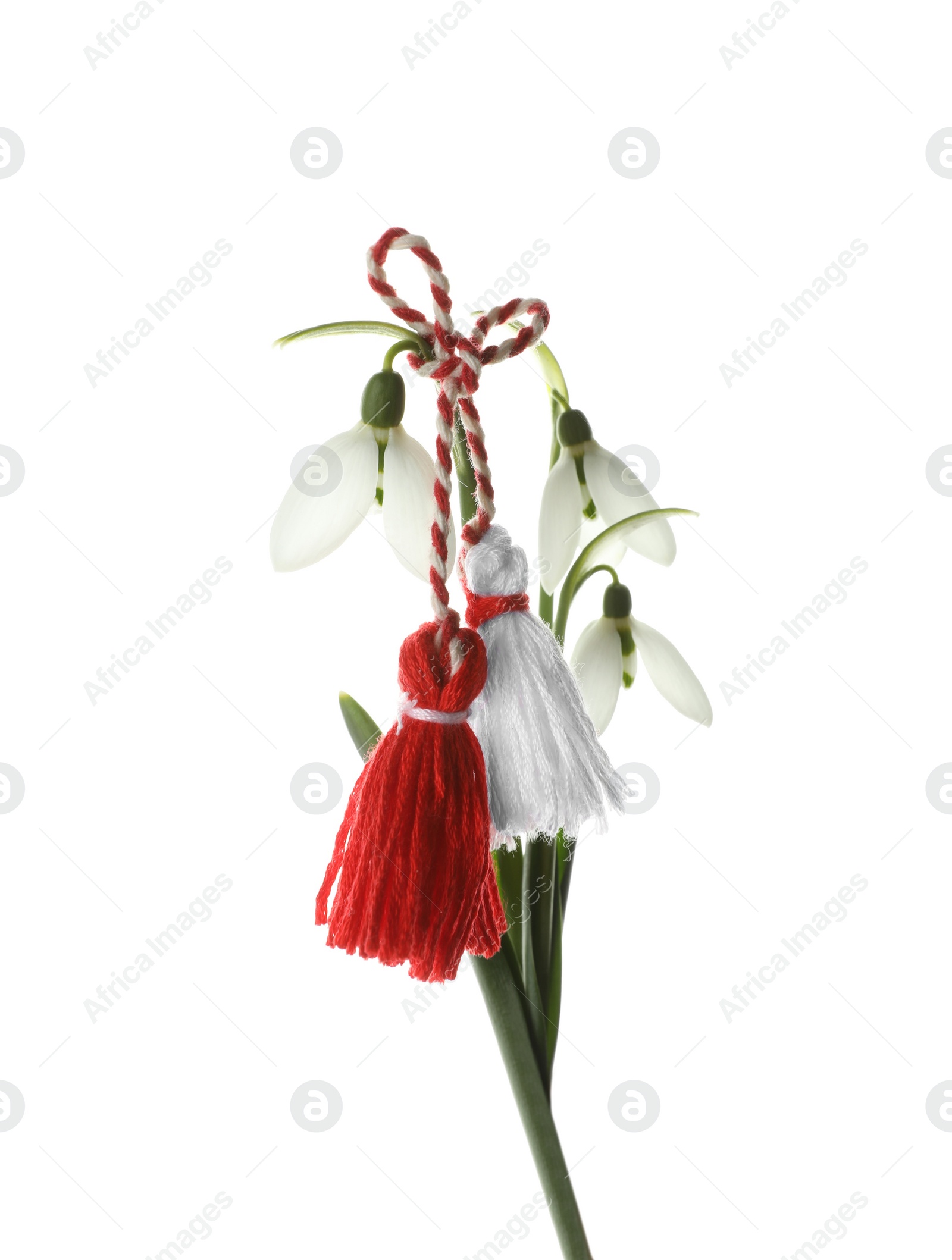 Photo of Beautiful snowdrops with traditional martisor on white background. Symbol of first spring day