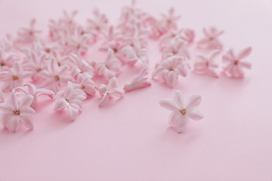 Photo of Beautiful spring hyacinth flowers on color background, closeup