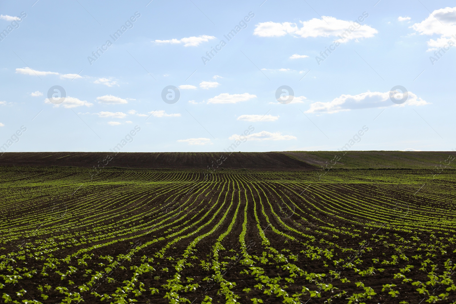 Photo of Agricultural field with sunflower seedlings on sunny day