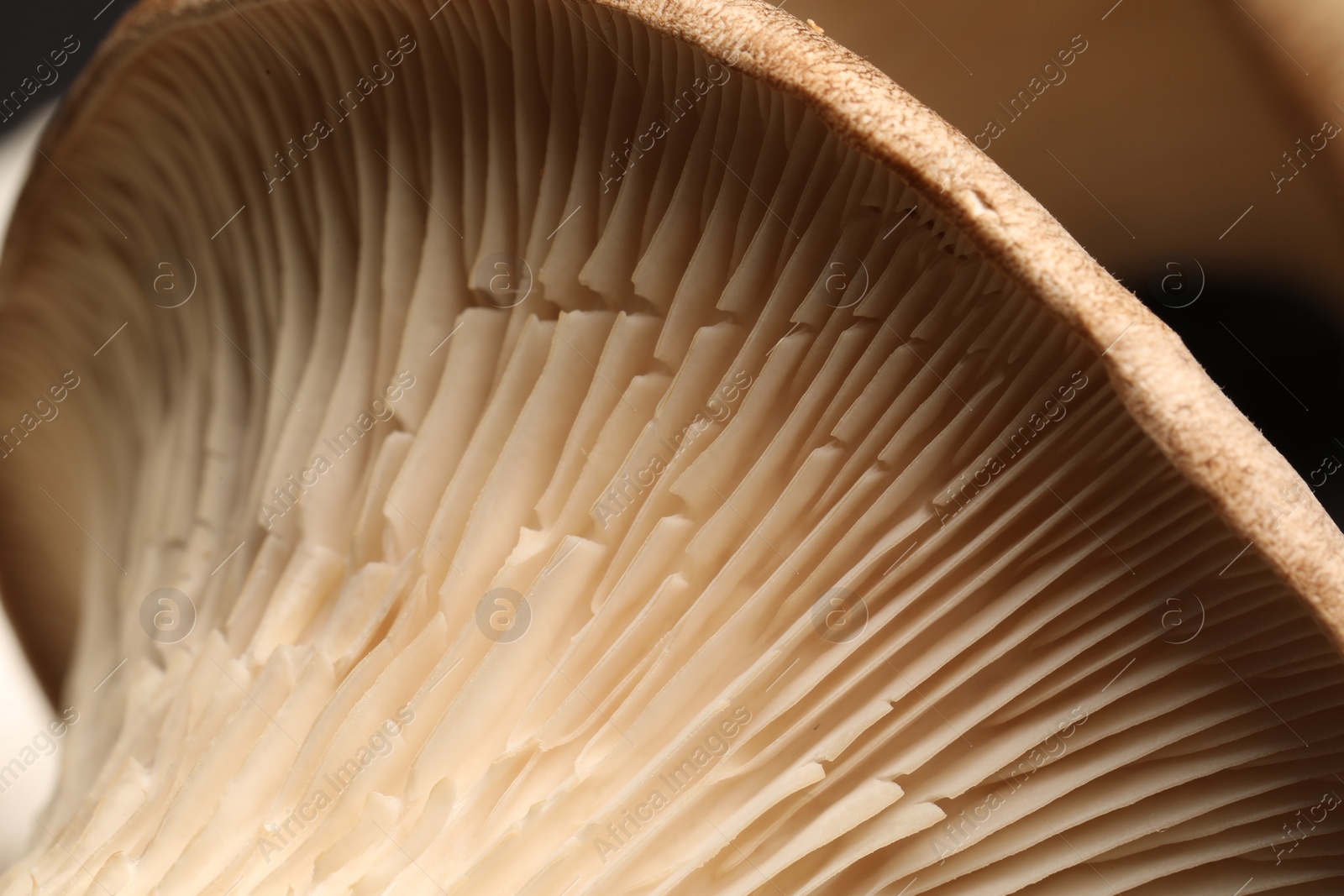 Photo of Macro photo of fresh wild oyster mushroom
