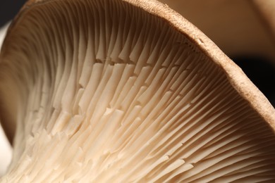 Photo of Macro photo of fresh wild oyster mushroom