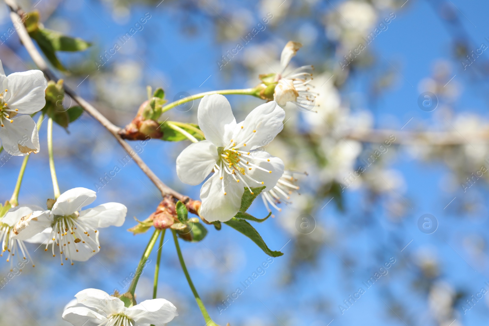 Photo of Closeup view of blooming spring tree on sunny day