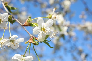 Closeup view of blooming spring tree on sunny day