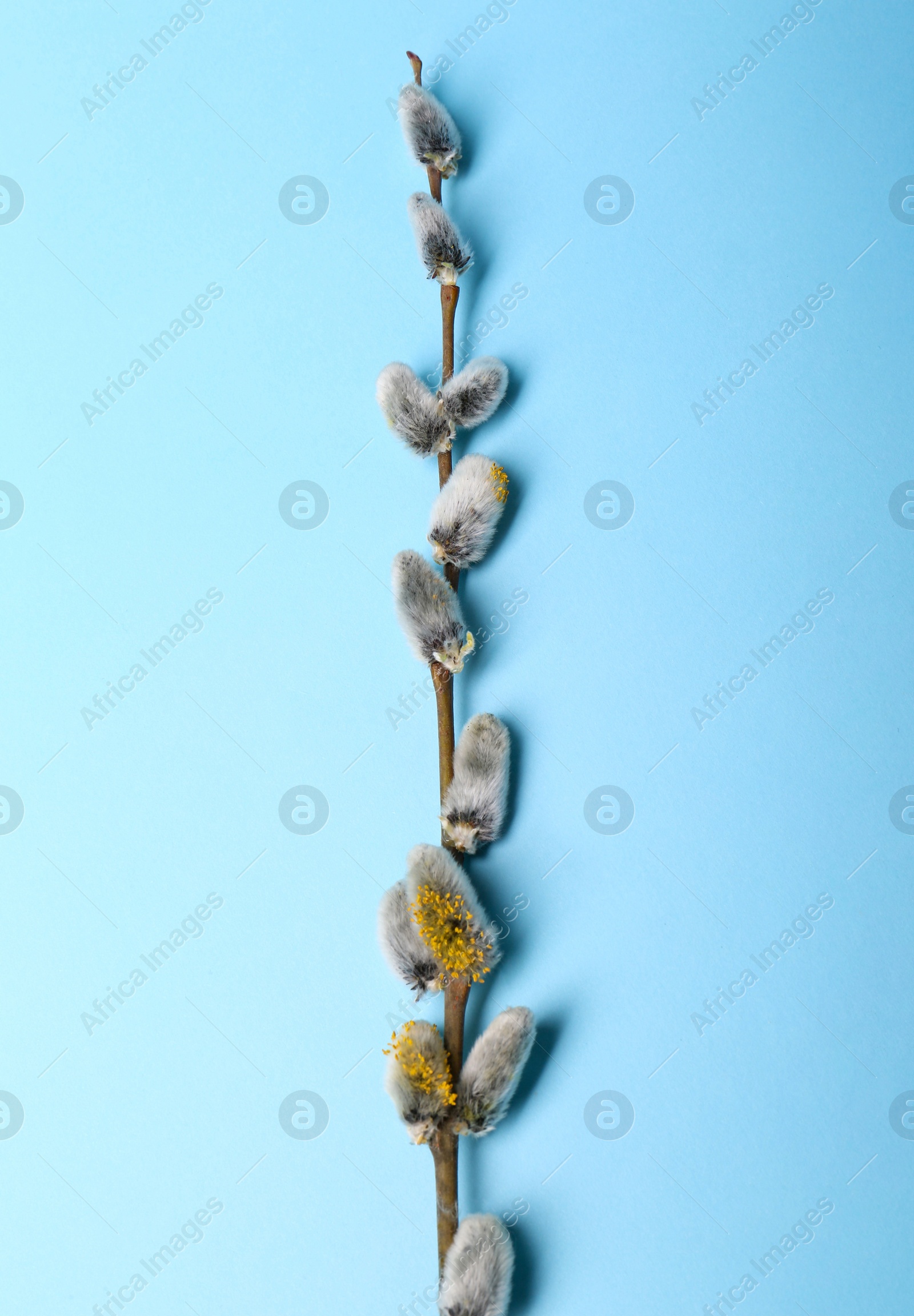 Photo of Beautiful blooming willow branch on light blue background, top view