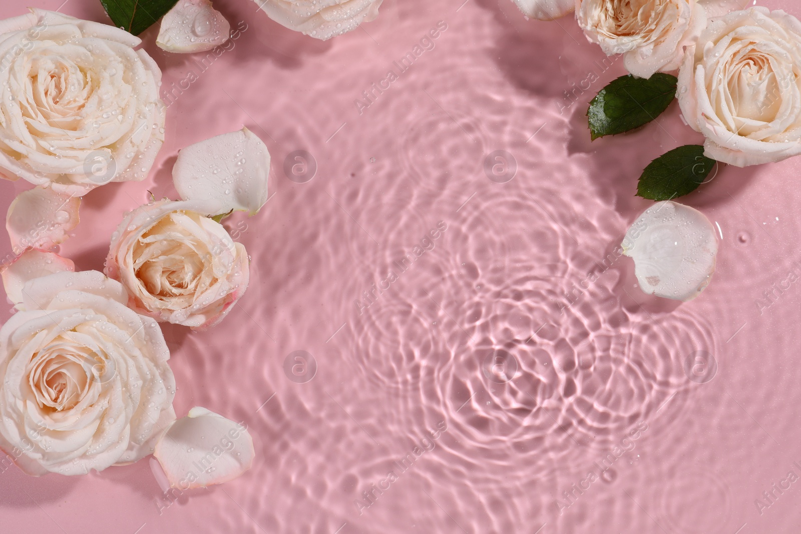 Photo of Beautiful roses, petals and leaves in water on pink background, top view. Space for text