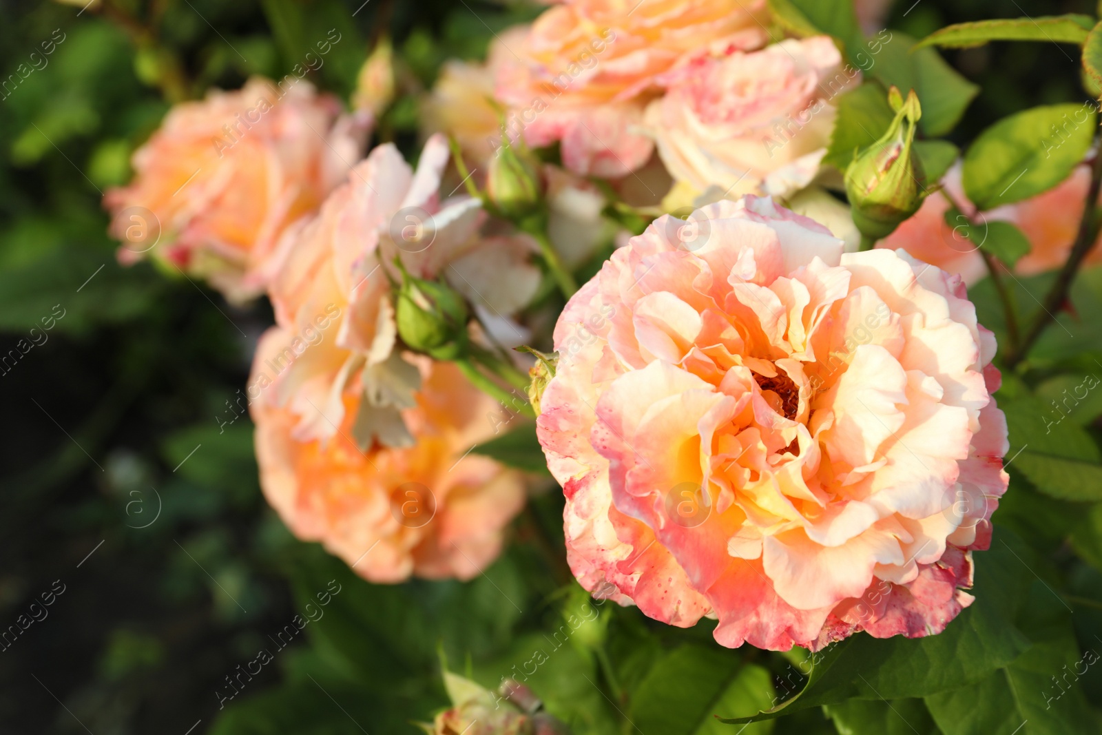 Photo of Beautiful blooming coral rose on bush outdoors, closeup. Space for text