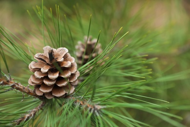 Photo of Cone growing on pine branch outdoors, closeup