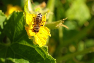Honeybee collecting nectar from yellow flower outdoors, closeup. Space for text