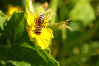 Photo of Honeybee collecting nectar from yellow flower outdoors, closeup. Space for text