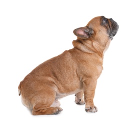 Photo of Cute French bulldog on white background. Funny pet