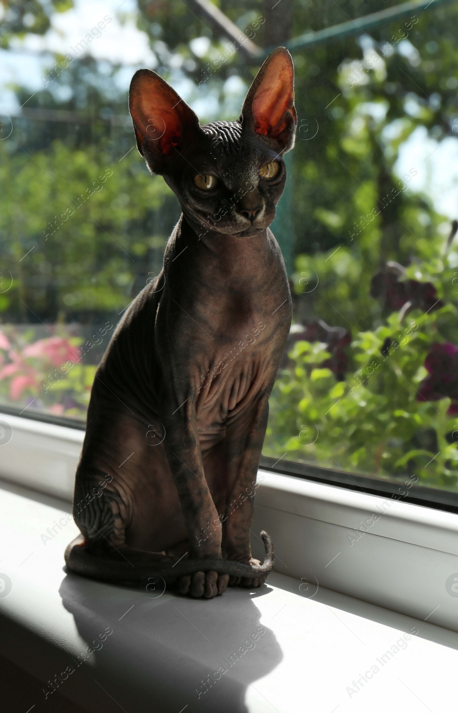 Photo of Adorable black Sphinx cat sitting on windowsill indoors