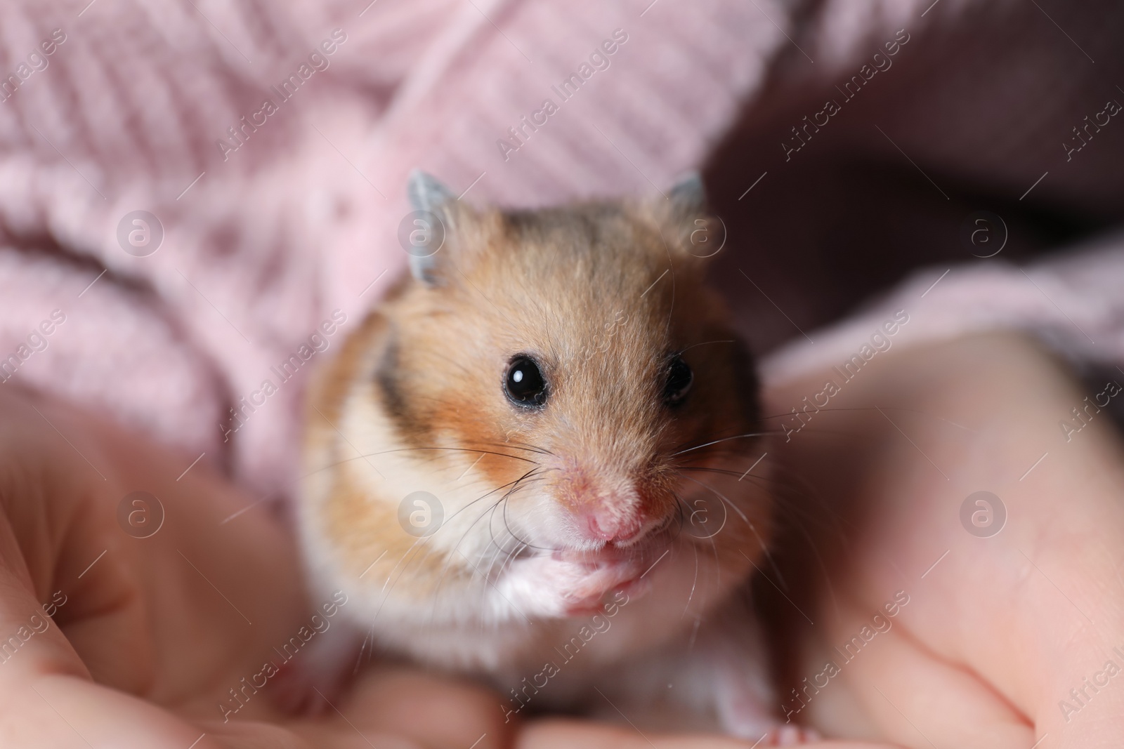 Photo of Woman holding cute small hamster, closeup view