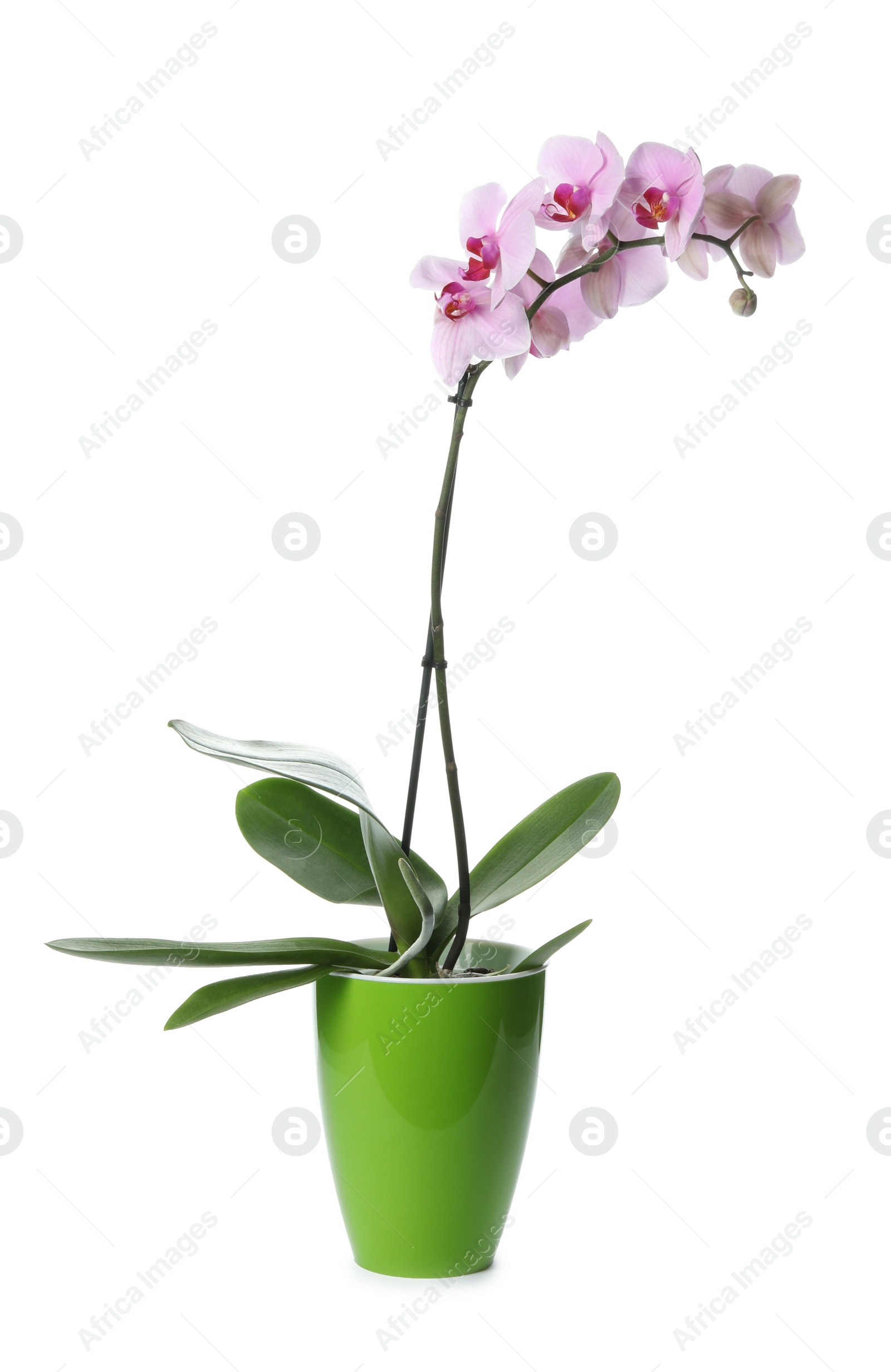 Photo of Beautiful potted Phalaenopsis orchid isolated on white