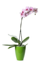 Photo of Beautiful potted Phalaenopsis orchid isolated on white