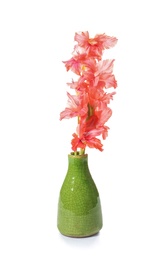 Photo of Vase with beautiful gladiolus flowers on white background