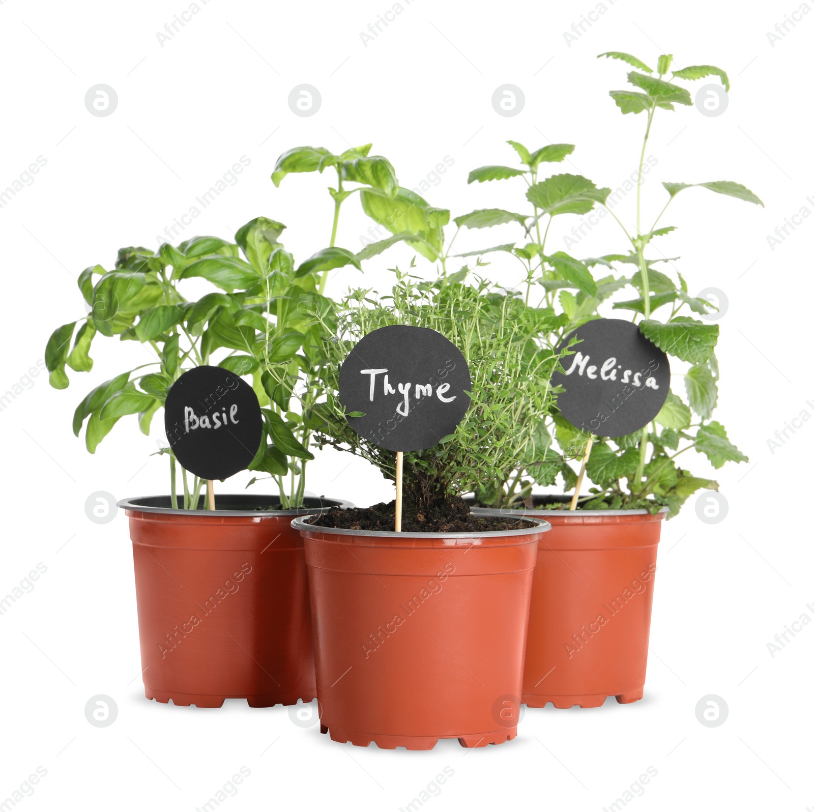 Photo of Different aromatic potted herbs isolated on white