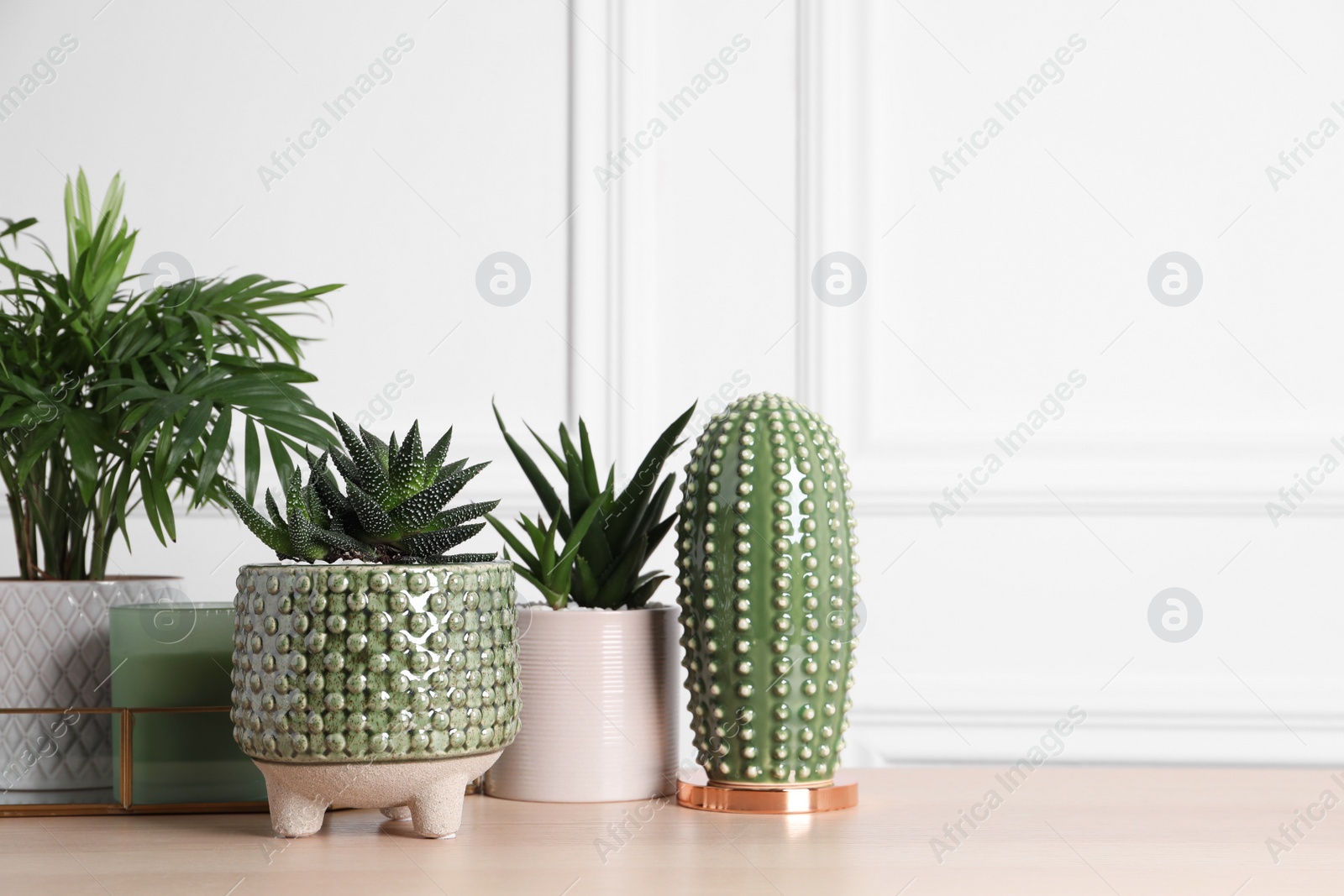 Photo of Beautiful Chamaedorea, Aloe and Haworthia in pots with decor on wooden table, space for text. Different house plants