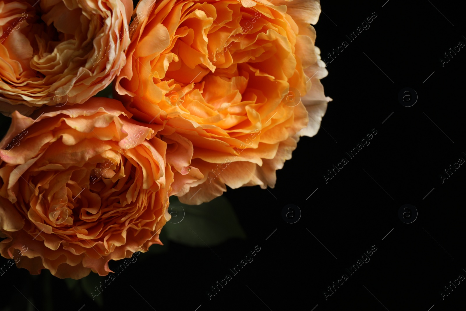 Photo of Beautiful fresh roses on dark background, closeup