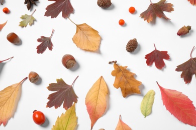 Photo of Beautiful composition with autumn leaves on white background, flat lay