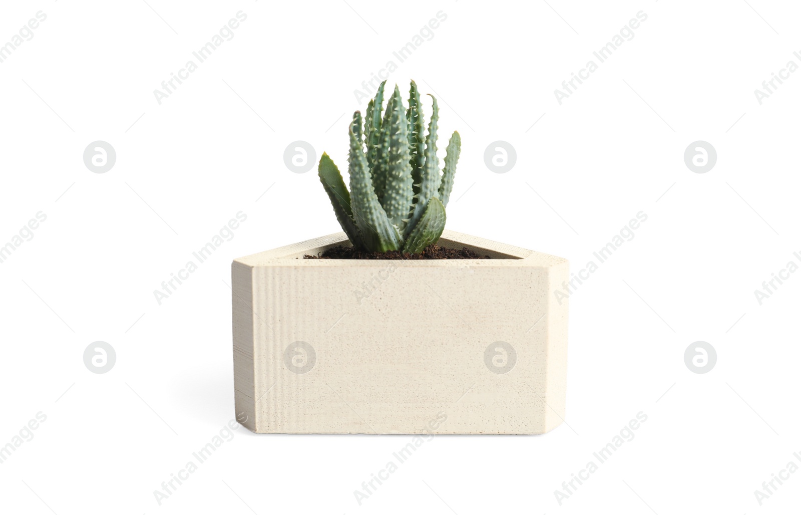 Photo of Beautiful succulent plant in stylish flowerpot isolated on white. Home decor