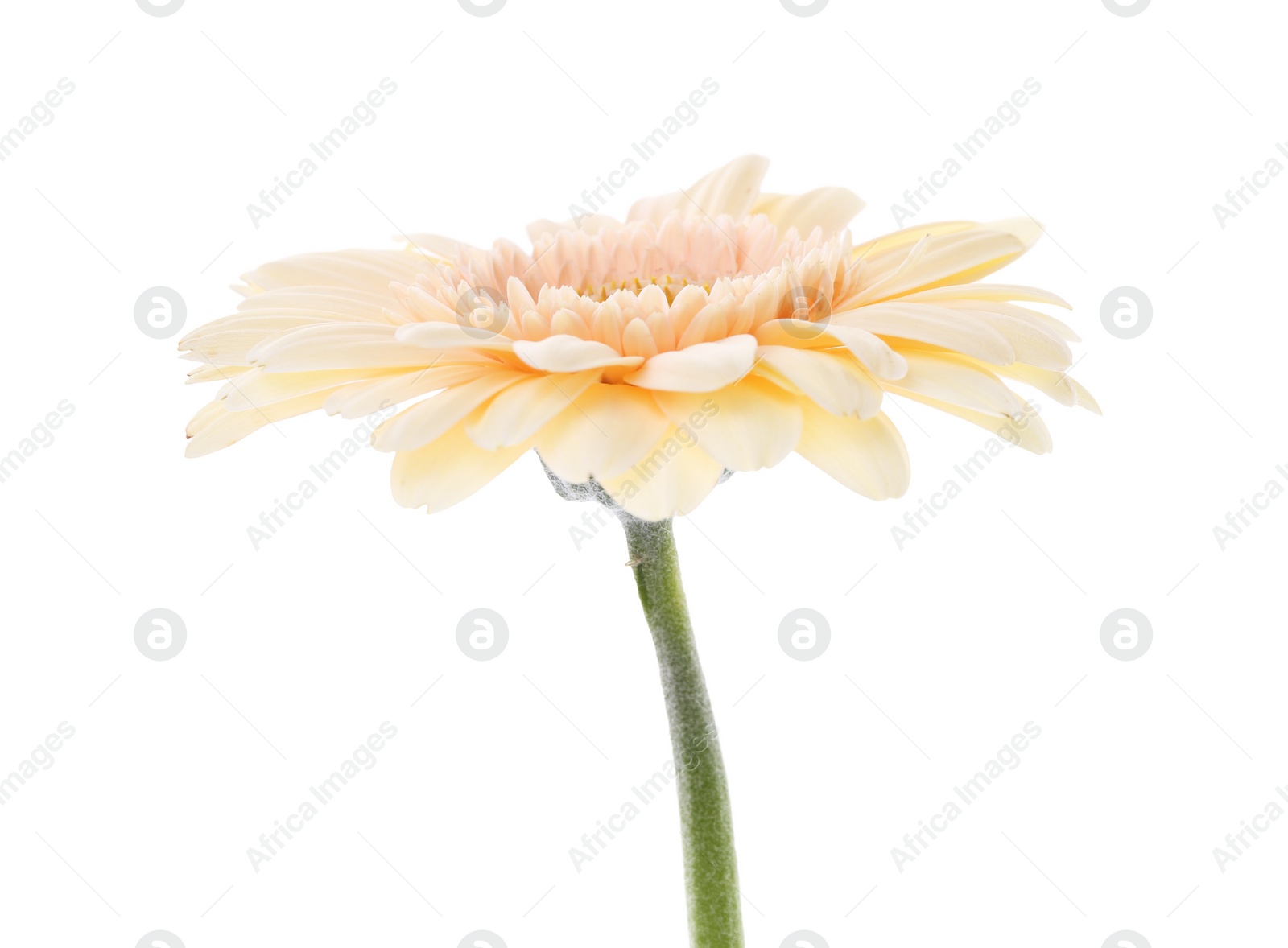 Photo of One beautiful tender gerbera flower isolated on white