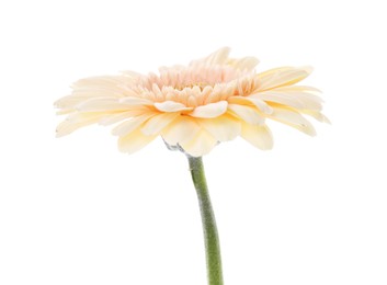 One beautiful tender gerbera flower isolated on white