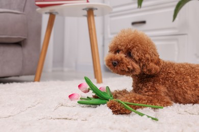 Cute Maltipoo dog with bouquet of beautiful tulips at home, space for text. Lovely pet