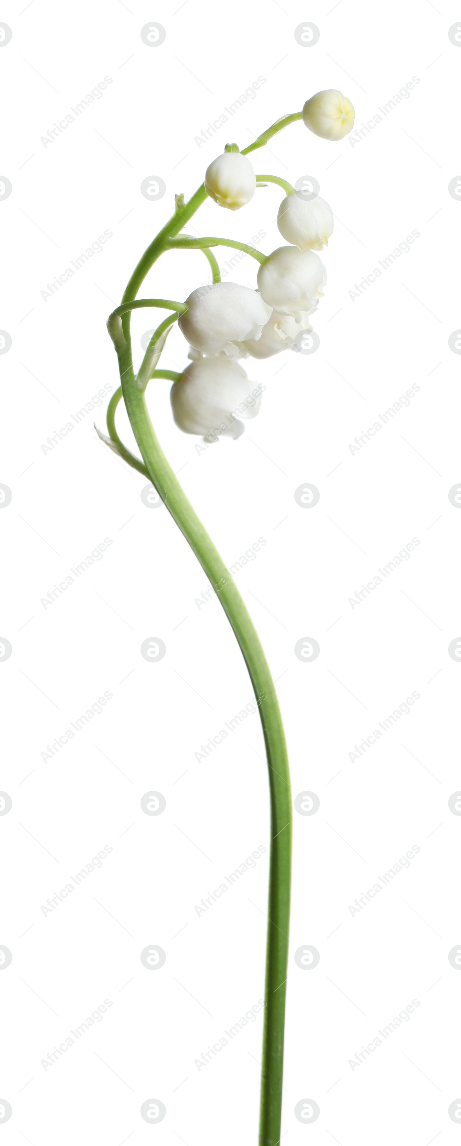 Photo of Beautiful lily of the valley flower on white background