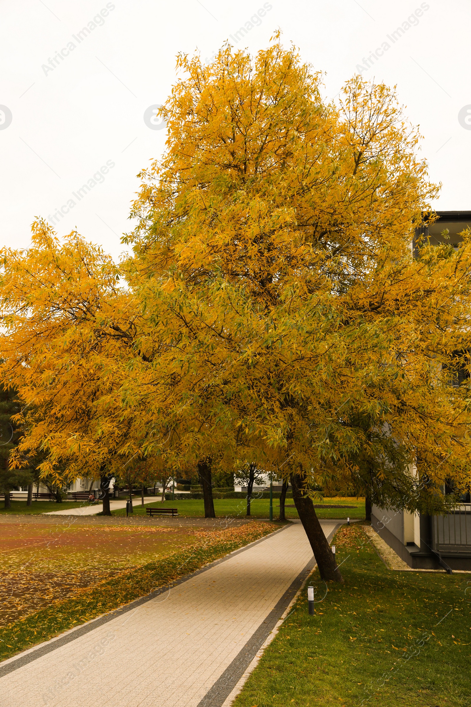 Photo of Beautiful tree with yellow leaves in autumn park