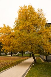 Photo of Beautiful tree with yellow leaves in autumn park