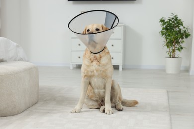 Photo of Sad Labrador Retriever with protective cone collar on floor in room